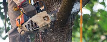 Best Tree Preservation Services  in Woodsi East, DE