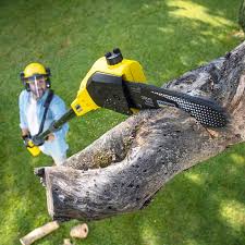 Best Tree Health Inspection  in Woodsi East, DE