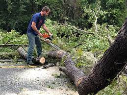 Best Fruit Tree Pruning  in Woodsi East, DE