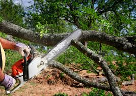 Best Arborist Consultation Services  in Woodsi East, DE