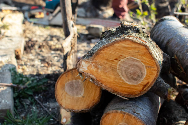 How Our Tree Care Process Works  in  Woodside East, DE