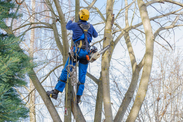 Best Tree Removal  in Woodsi East, DE