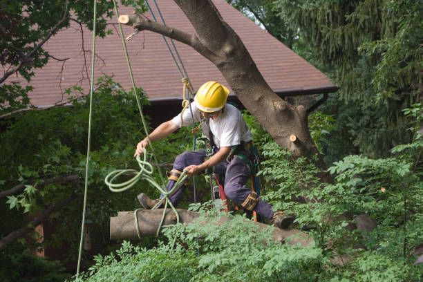 Leaf Removal in Woodside East, DE