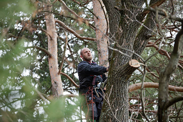  Woodsi East, DE Tree Care Pros
