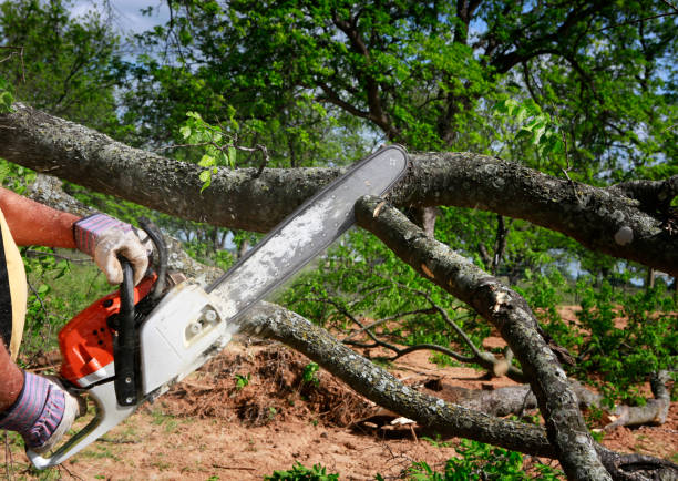 Best Lawn Irrigation Installation and Maintenance  in Woodsi East, DE